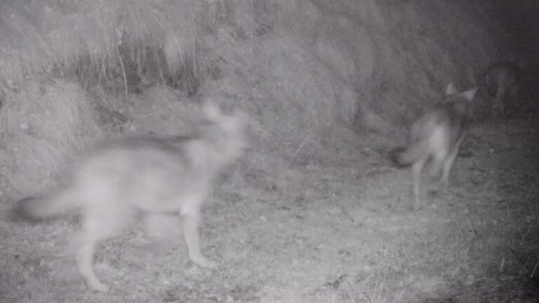 Lupi avvistamento Parco dello Stelvio