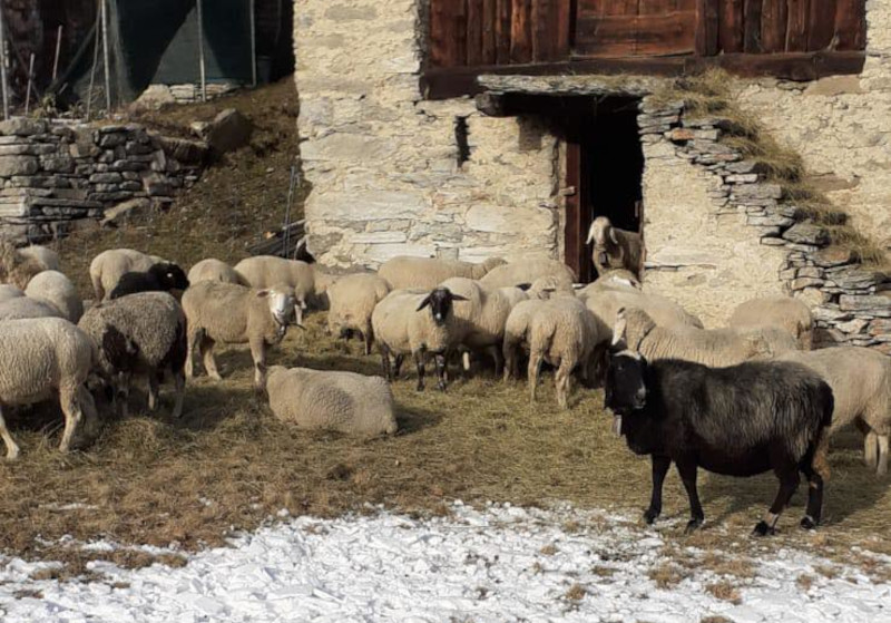 Predazione gregge pecore consigliera regionale Snider