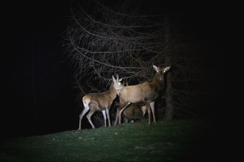 Censimento Cervi Parco Nazionale Stelvio