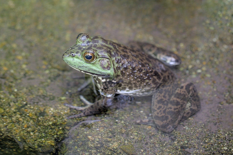 Anfibio rana