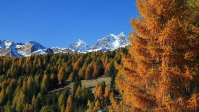 Aprica autunno