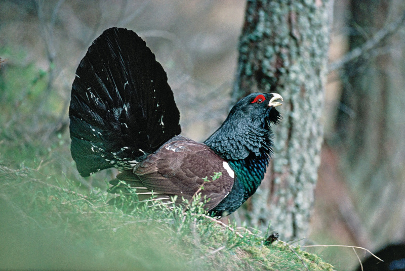 Gallo cedrone