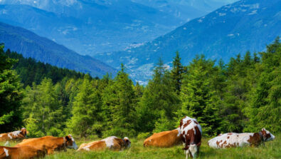 Agricoltura montagna mucche