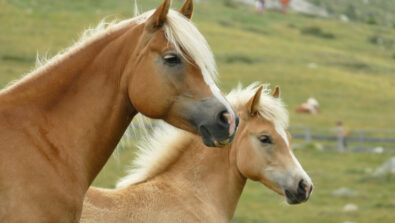 Cavalli Haflinger