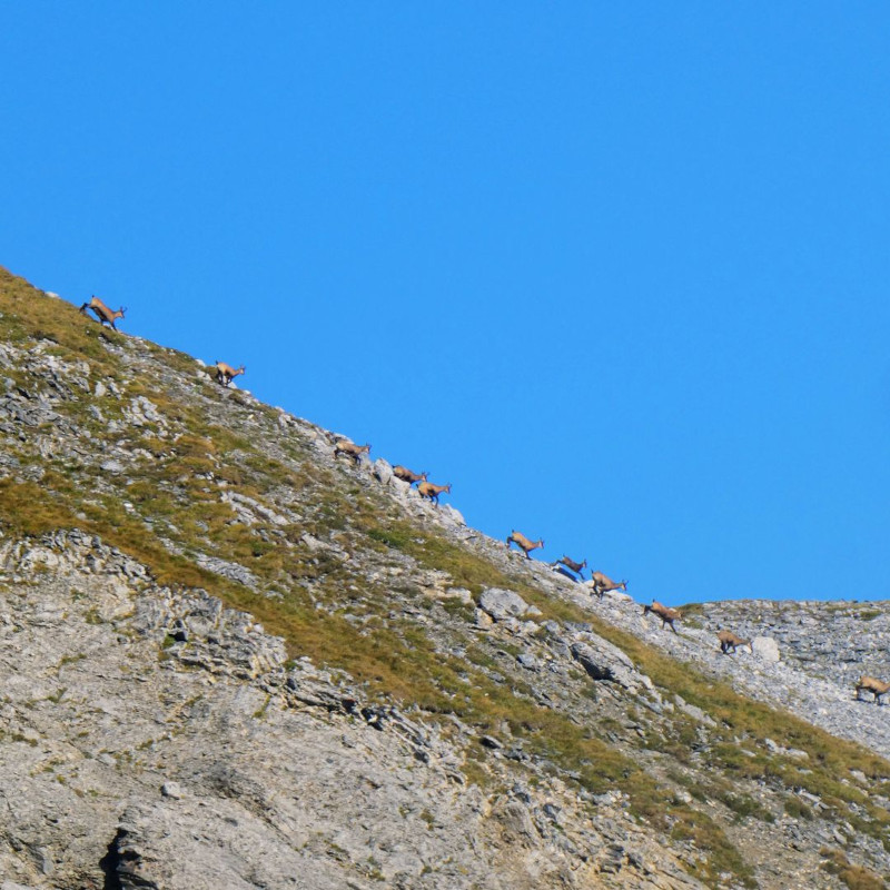 Censimento camosci Parco Nazionale Stelvio