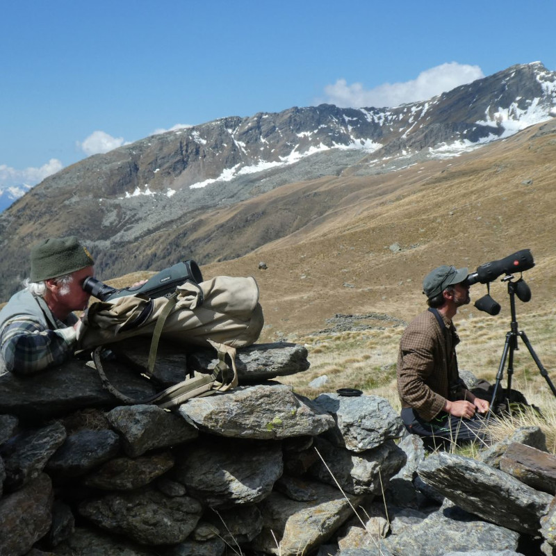 Censimento camosci Parco Nazionale Stelvio