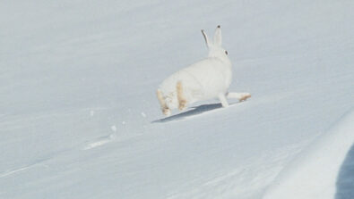 Fauna selvatica inverno lepre