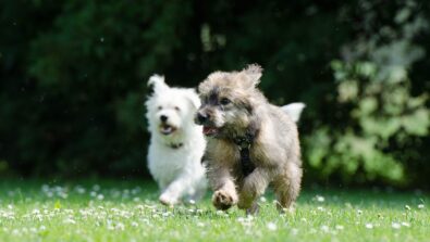 area cani sondrio