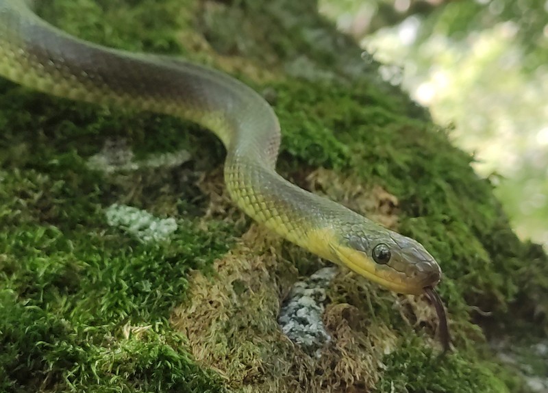 Riserva Naturale Val di Mello serpente