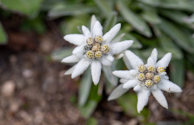 Flora alpina