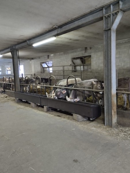 Scuole Colorina visita latteria Azienda Agricola Zamboni